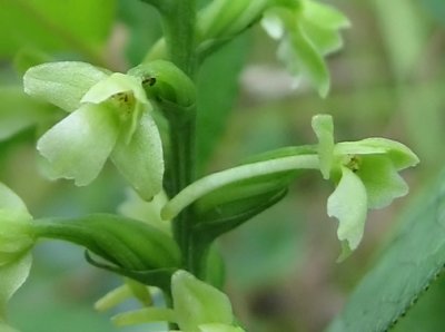 Platanthera clavellata - Club-spur Orchid