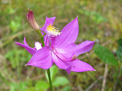 Calopogon tuberosus - Grass Pink Orchid
