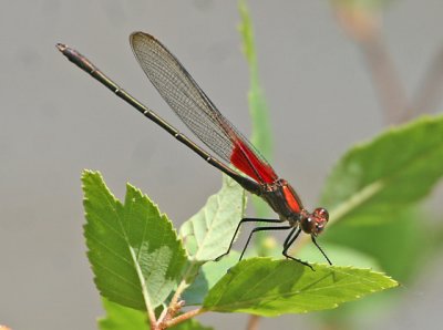 Hetaerina americana - American Rubyspot male