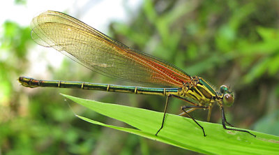 Hetaerina americana - American Rubyspot female