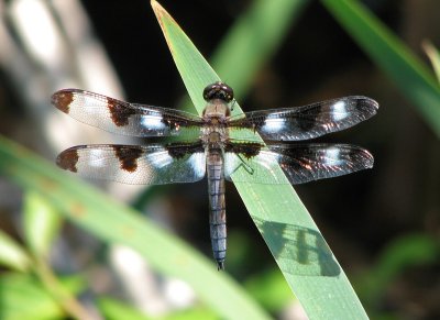 Libellula pulchella - 12-spotted Skimmer