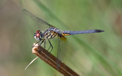 Pachydiplax longipennis - Blue Dasher