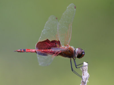 Tramea carolina - Carolina Saddlebags