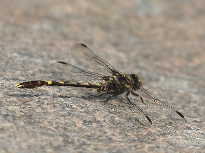 Progomphus obscurus - Common Sanddragon