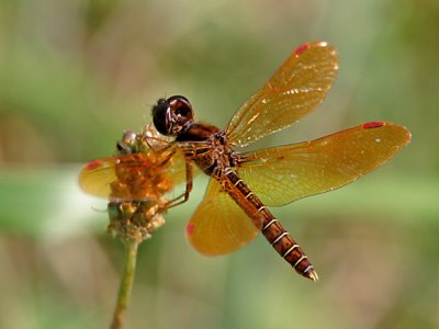 Perithemis tenera - Eastern Amberwing