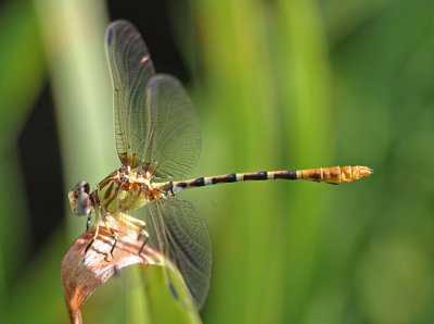 Erpetogomphus designatus - Eastern Ringtail