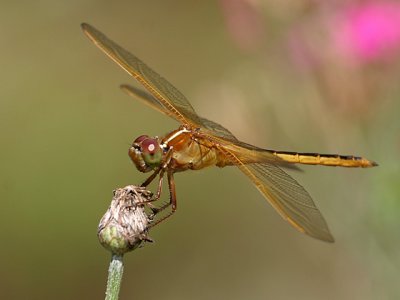 Libellula needhami - Needhams Skimmer