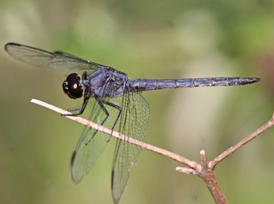 Erythrodiplax berenice - Seaside Dragonlet