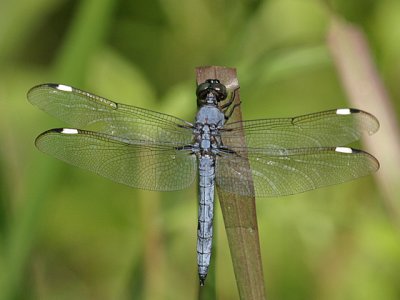 Libellula cyanea - Spangled Skimmer
