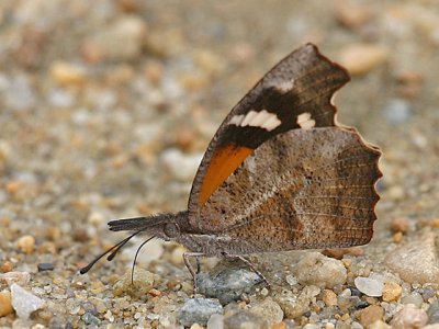 American Snout