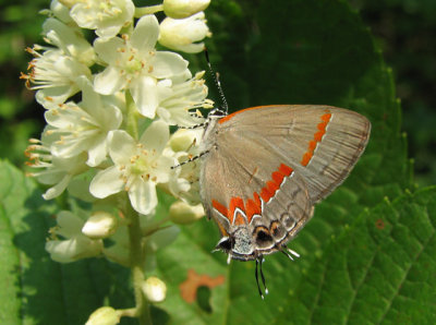 Red-banded Hairstreak