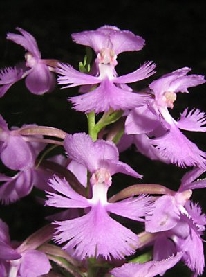 Platanthera psycodes - Small Purple Fringed Orchid