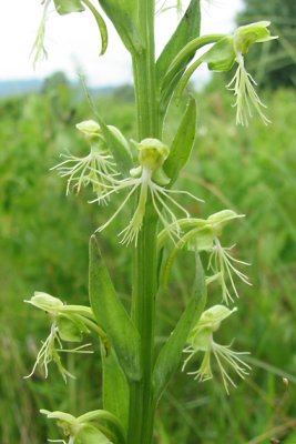 Platanthera lacera - Ragged Fringed Orchid