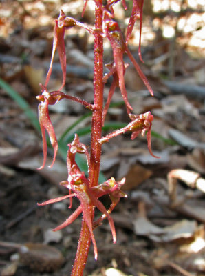 Listera australis - Southern Twayblade