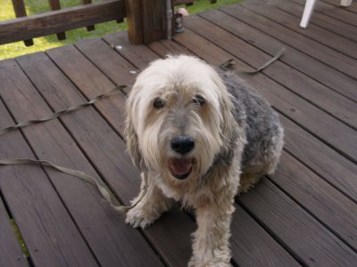 Bosco