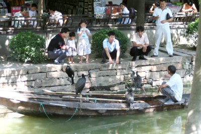 Cormorants