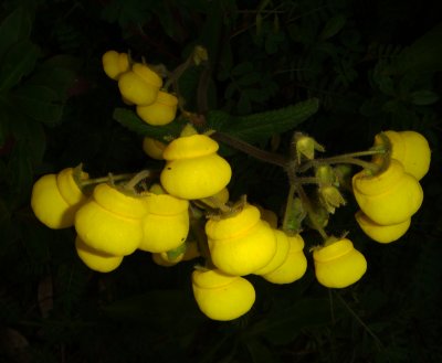 Calceolaria sp.