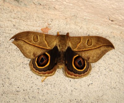Moth