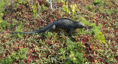 Marine Iguana