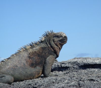 Reptiles of the Galapagos