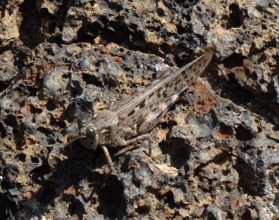 Galapagos Grasshopper