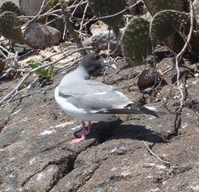 Swallow-tailed Gull