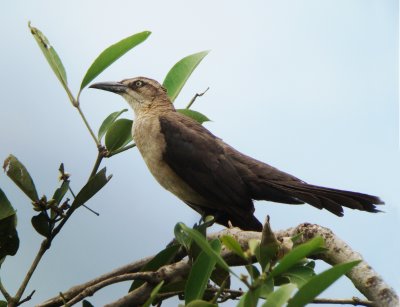 Great-tailed Grackle, female, Quiscalus mexicanus