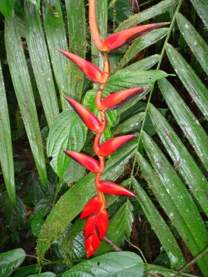 Heliconia