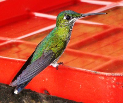 Green-crowned Brilliant fem., Heliodoxa jacula