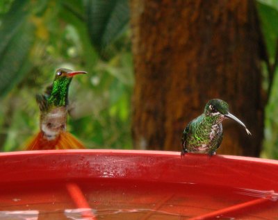 Buenaventura Hummingbirds