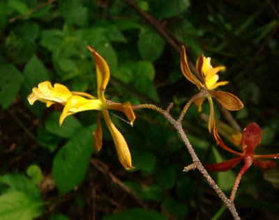 Orchid, Jorupe Reserve