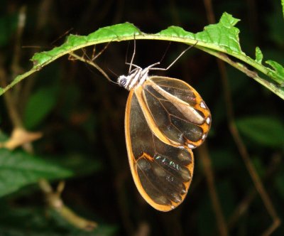 Clearwing Butterfly, Family: Ithomiinae
