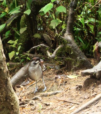 Jocotoco Antpitta, Grallaria ridgelyi