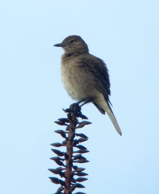 White-tailed Shrike-Tyrant