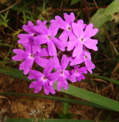 Verbena, Lomas de Arena