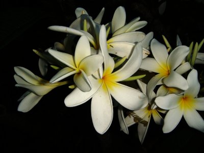 Plumeria sp.  Frangipani