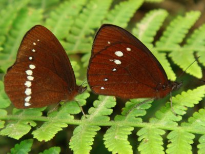 Butterflies, Chapare Road