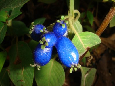 Blue Berries, Chapare Road