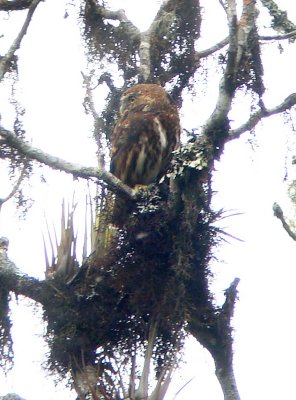 Yungas Pygmy Owl,  Coroico Road