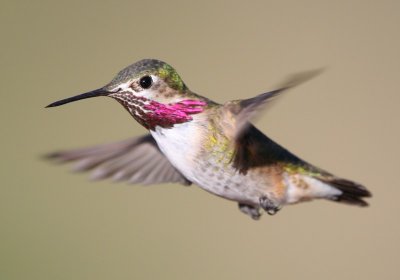 Calliope Hummingbird