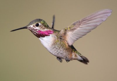 Calliope Hummingbird