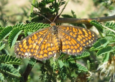 Elada Checkerspot