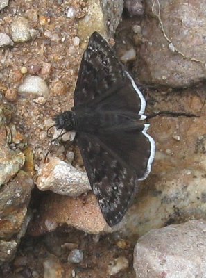 Mournful Duskywing