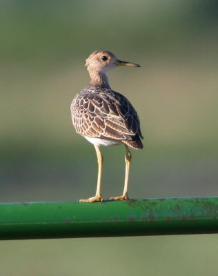 Upland Sandpiper