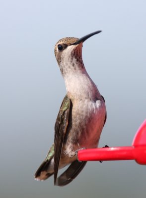 Black-chinned Hummingbird