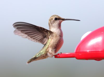 Black-chinned Hummingbird