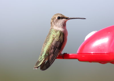 Black-chinned Hummingbird