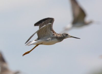 Greater Yellowlegs