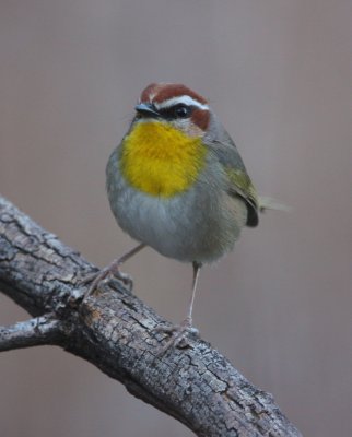 Rufous-capped Warbler