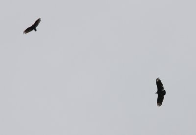 Black Vulture (right)